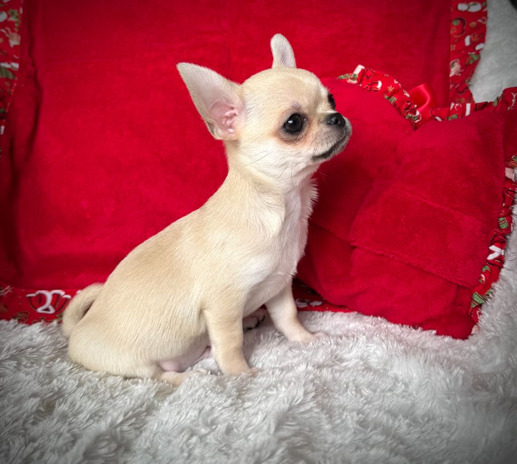 du Mas de Magdalena - Chiot disponible  - Chihuahua