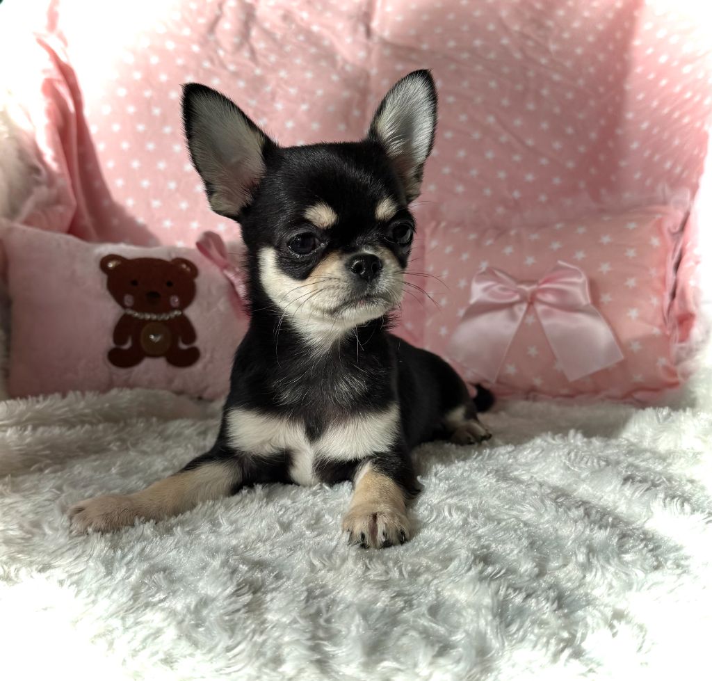 du Mas de Magdalena - Chiot disponible  - Chihuahua