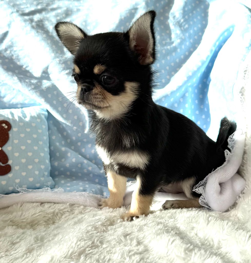 du Mas de Magdalena - Chiot disponible  - Chihuahua