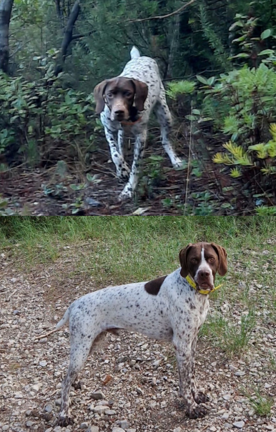 Naissance prévu mi-janvier Orka du mas de magdalena et Salto du mas de magdalena