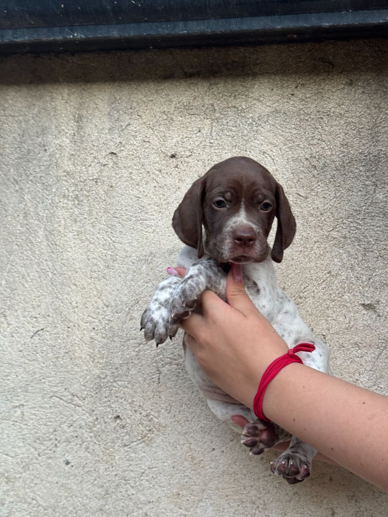 du Mas de Magdalena - Chiots disponibles - Braque français, type Pyrenees (petite taille)