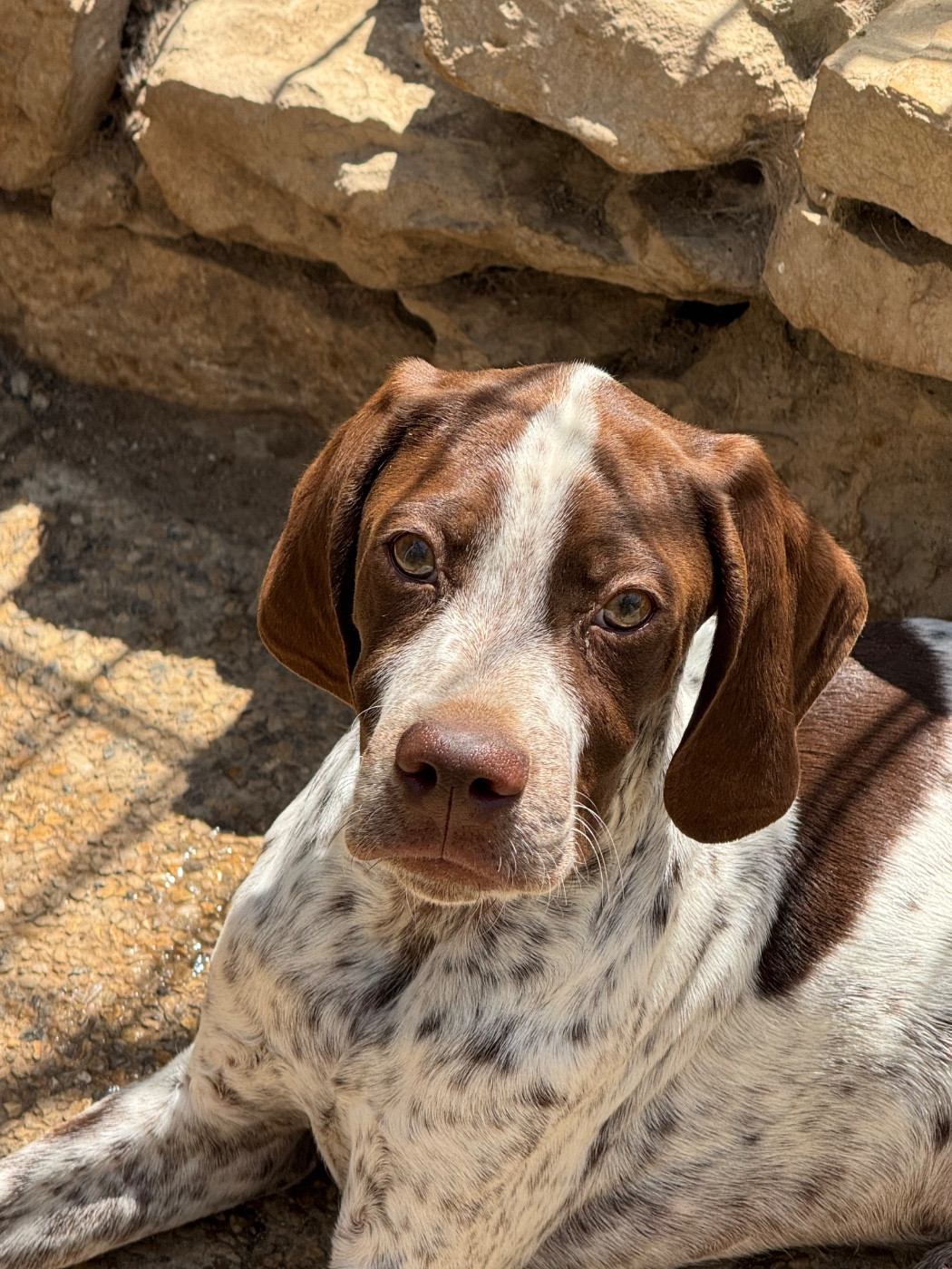 du Mas de Magdalena - Chiots disponibles - Braque français, type Pyrenees (petite taille)