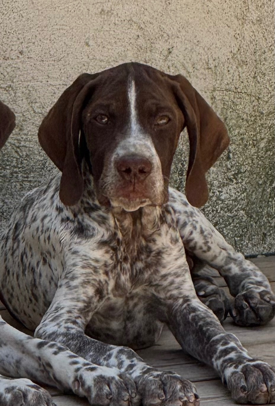 du Mas de Magdalena - Chiots disponibles - Braque français, type Pyrenees (petite taille)