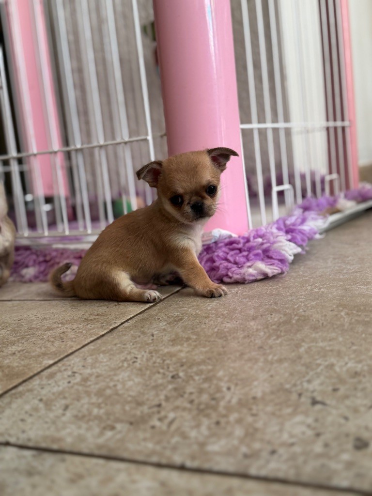 du Mas de Magdalena - Chiots disponibles - Chihuahua