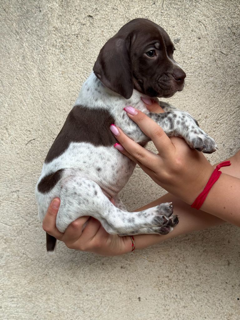 CHIOT
