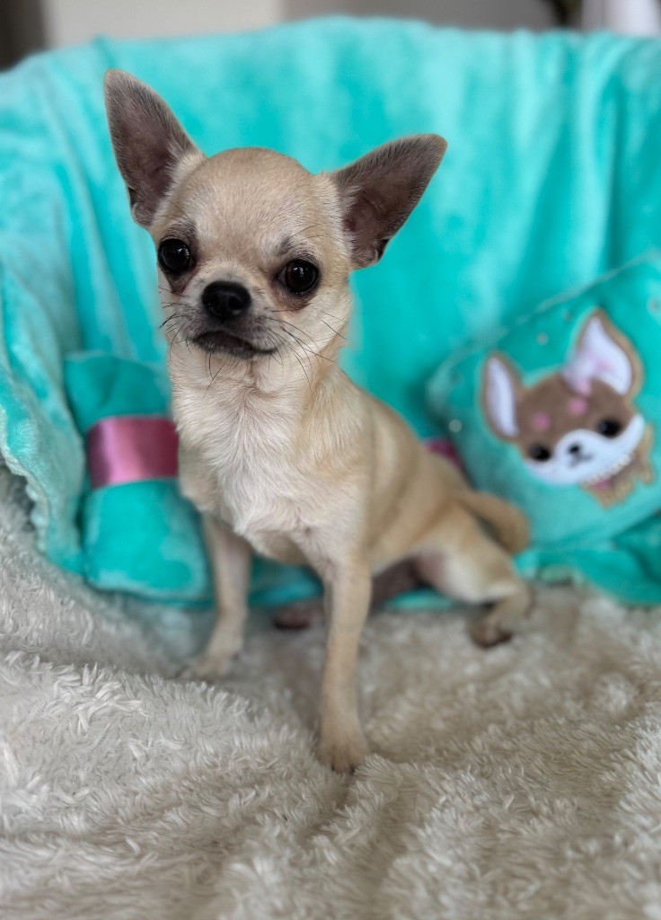 du Mas de Magdalena - Chiots disponibles - Chihuahua