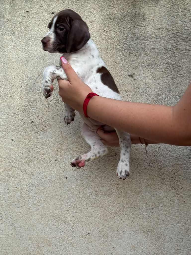 du Mas de Magdalena - Chiots disponibles - Braque français, type Pyrenees (petite taille)