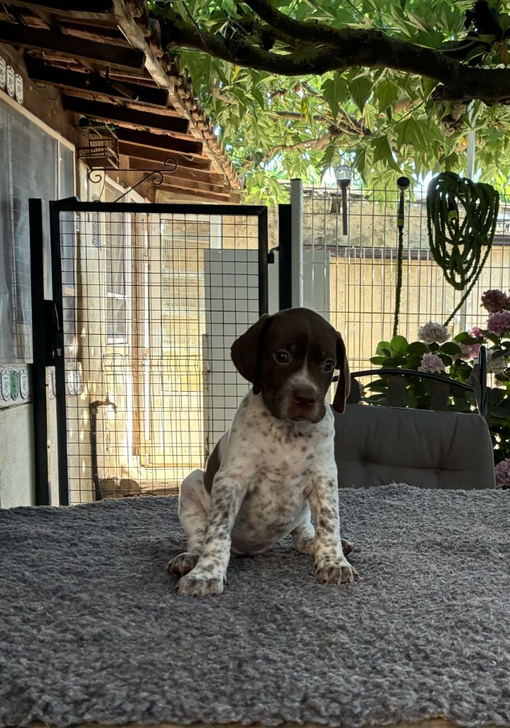 du Mas de Magdalena - Chiots disponibles - Braque français, type Pyrenees (petite taille)