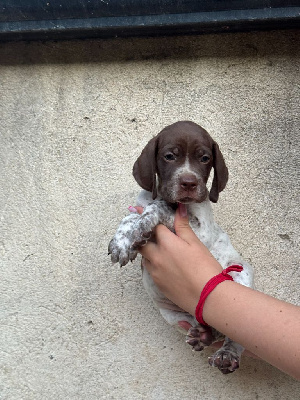CHIOT