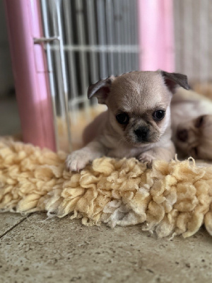 CHIOT 3