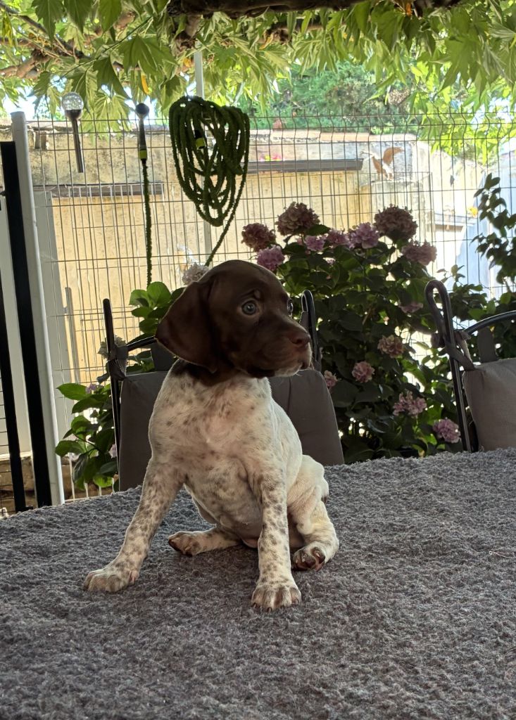 du Mas de Magdalena - Chiots disponibles - Braque français, type Pyrenees (petite taille)
