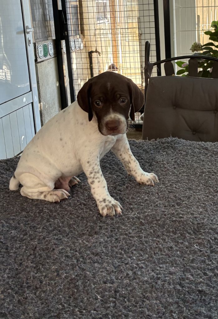 du Mas de Magdalena - Chiots disponibles - Braque français, type Pyrenees (petite taille)