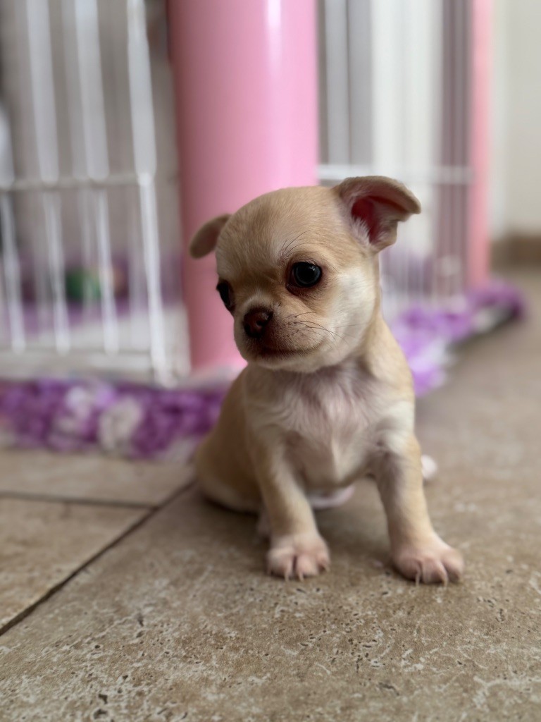 du Mas de Magdalena - Chiots disponibles - Chihuahua